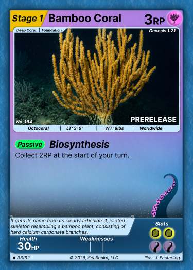 Bamboo Coral - Stage 1
