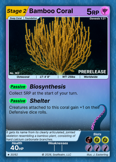 Bamboo Coral