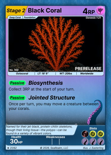 Black Coral