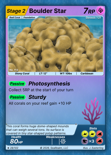 Boulder Star Coral
