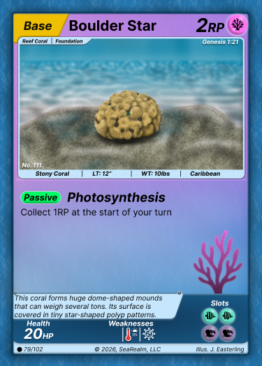 Boulder Star Coral