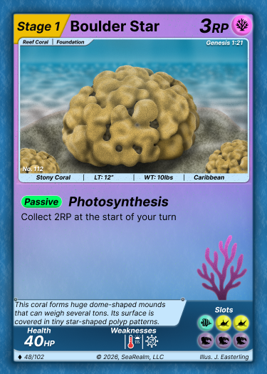 Boulder Star Coral - Stage 1