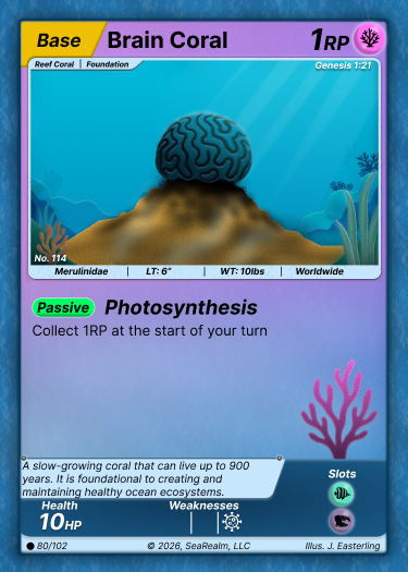 Brain Coral - Base