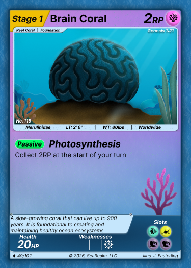 Brain Coral - Stage 1