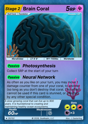 Brain Coral - Stage 2
