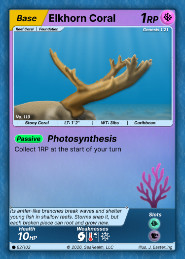 Elkhorn Coral - Base