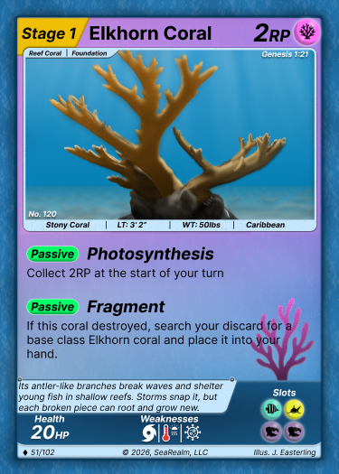 Elkhorn Coral - Stage 1