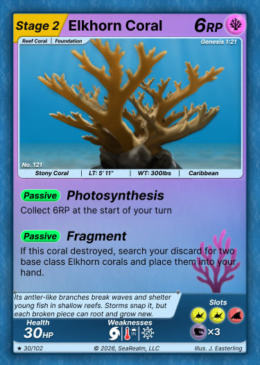Elkhorn Coral