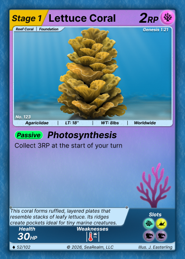 Lettuce Coral - Stage 1