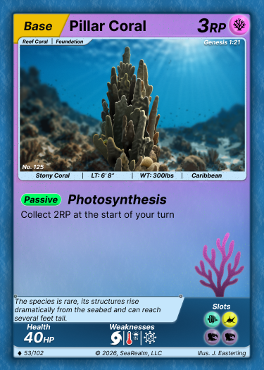 Pillar Coral
