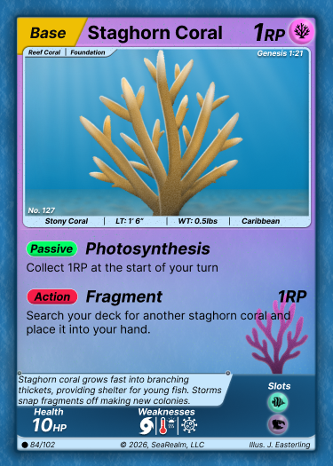 Staghorn Coral - Base