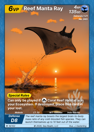 Manta Ray