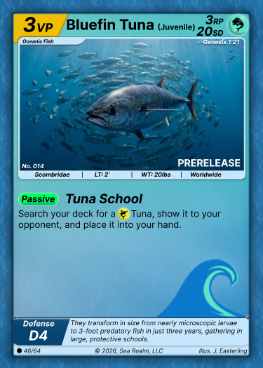 Bluefin Tuna - Juvenile