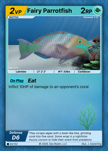 Fairy Parrotfish - Fairy