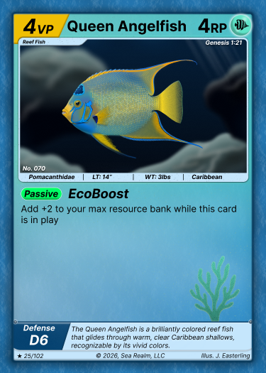 Queen Angelfish