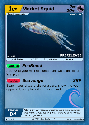 Market Squid