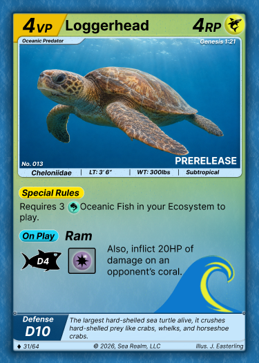 Loggerhead