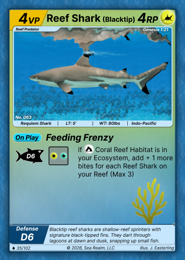 Reef Shark